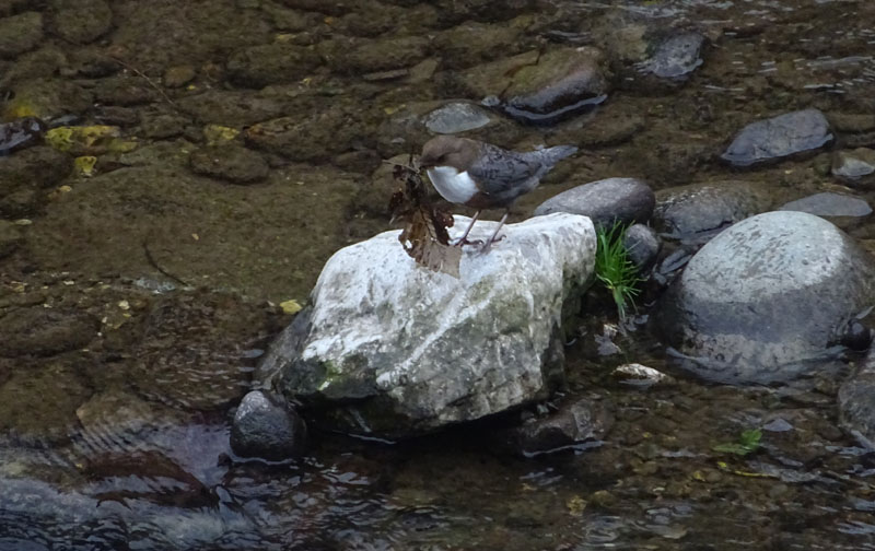 Cinclus cinclus  (Merlo acquaiolo)